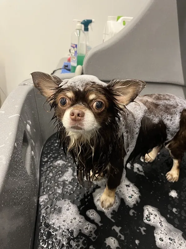 Bain complet pour chien à Istres - Produits naturels