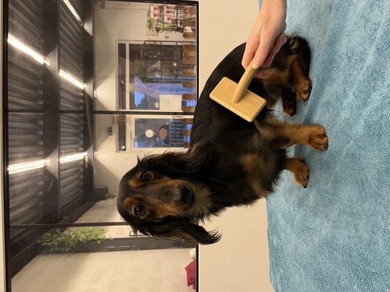 Démêlage et brushing pour chien à Istres