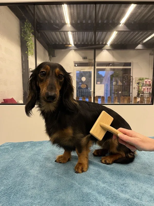 Démêlage et brushing pour chien à Istres