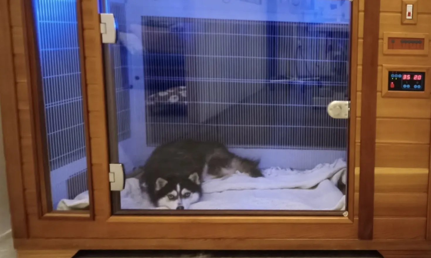 Chromothérapie relaxante pour chien à Istres