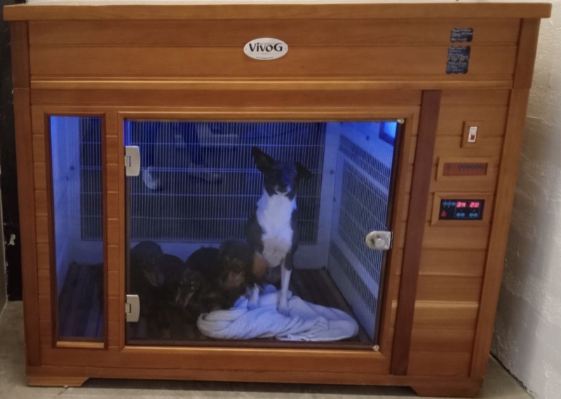 Chromothérapie relaxante pour chien à Istres