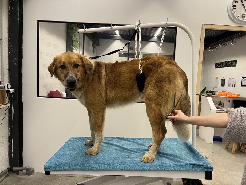 Coupe ciseaux et tonte pour chien à Istres