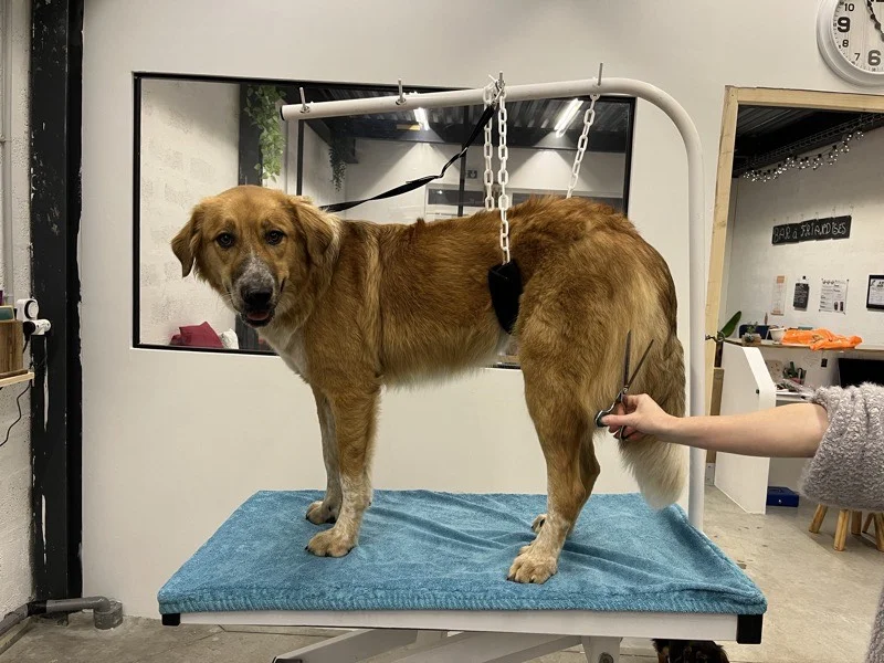 Coupe ciseaux et tonte pour chien à Istres