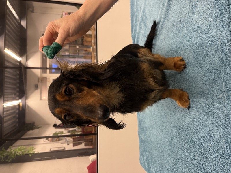 Épilation trimming pour chien à poil dur à Istres