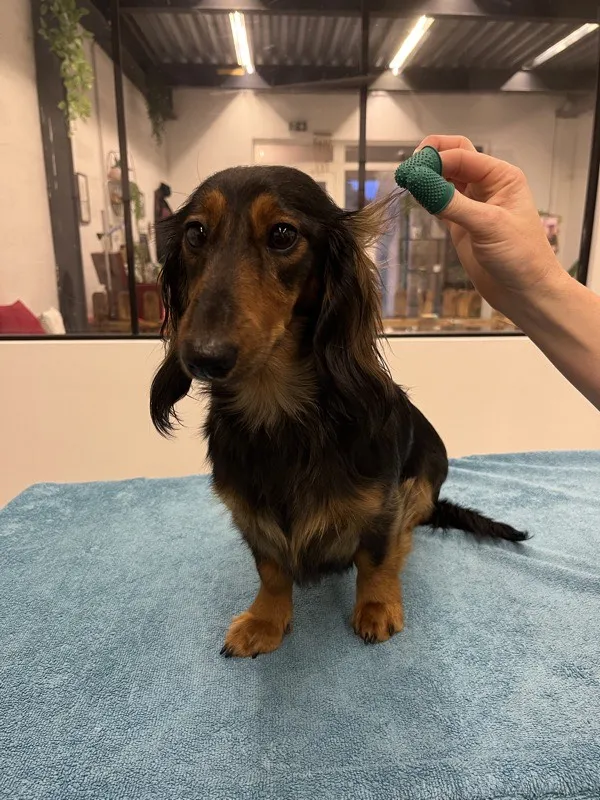 Épilation trimming pour chien à poil dur à Istres