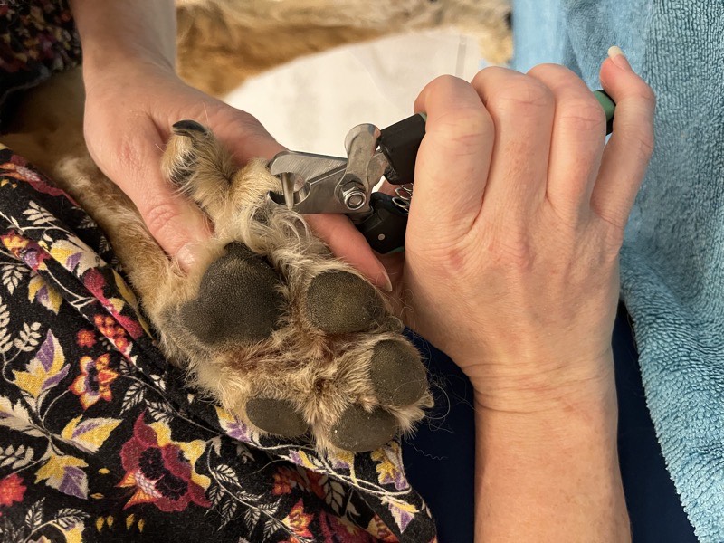 Coupe des griffes pour chien et chat à Istres