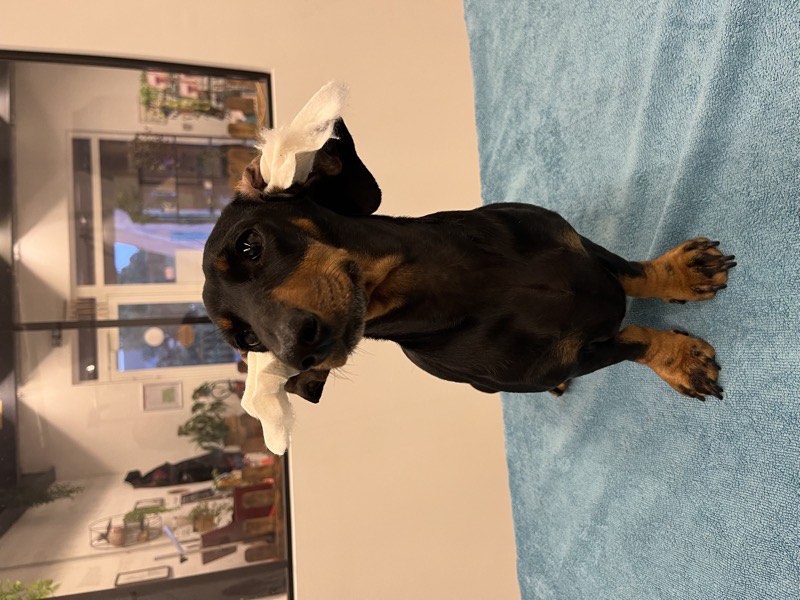 Nettoyage des oreilles pour chien à Istres