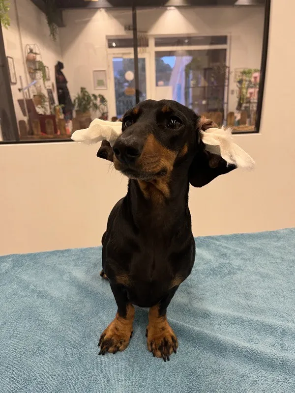 Nettoyage des oreilles pour chien à Istres