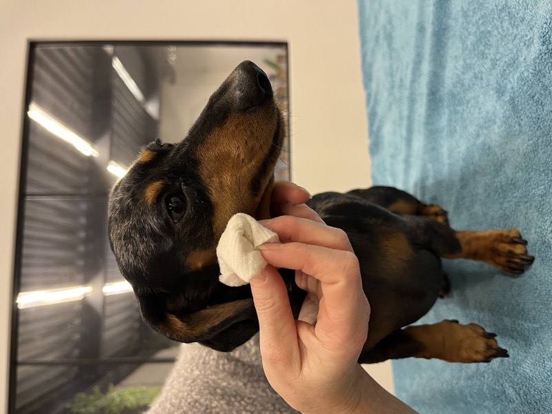 Nettoyage des yeux pour chien à Istres